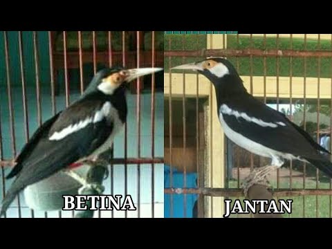 Detail Jalak Suren Betina Dan Jantan Nomer 48