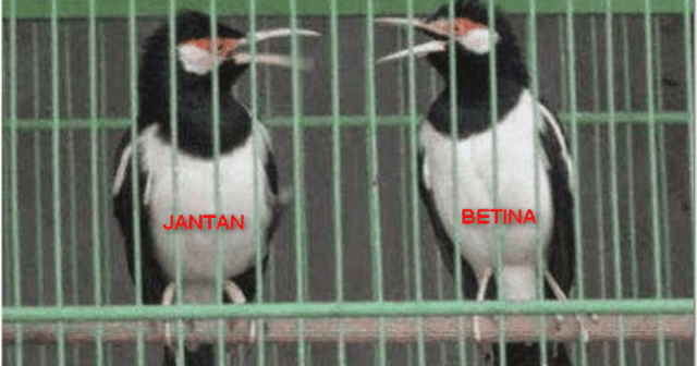 Detail Jalak Suren Jantan Dan Betina Trotolan Nomer 19