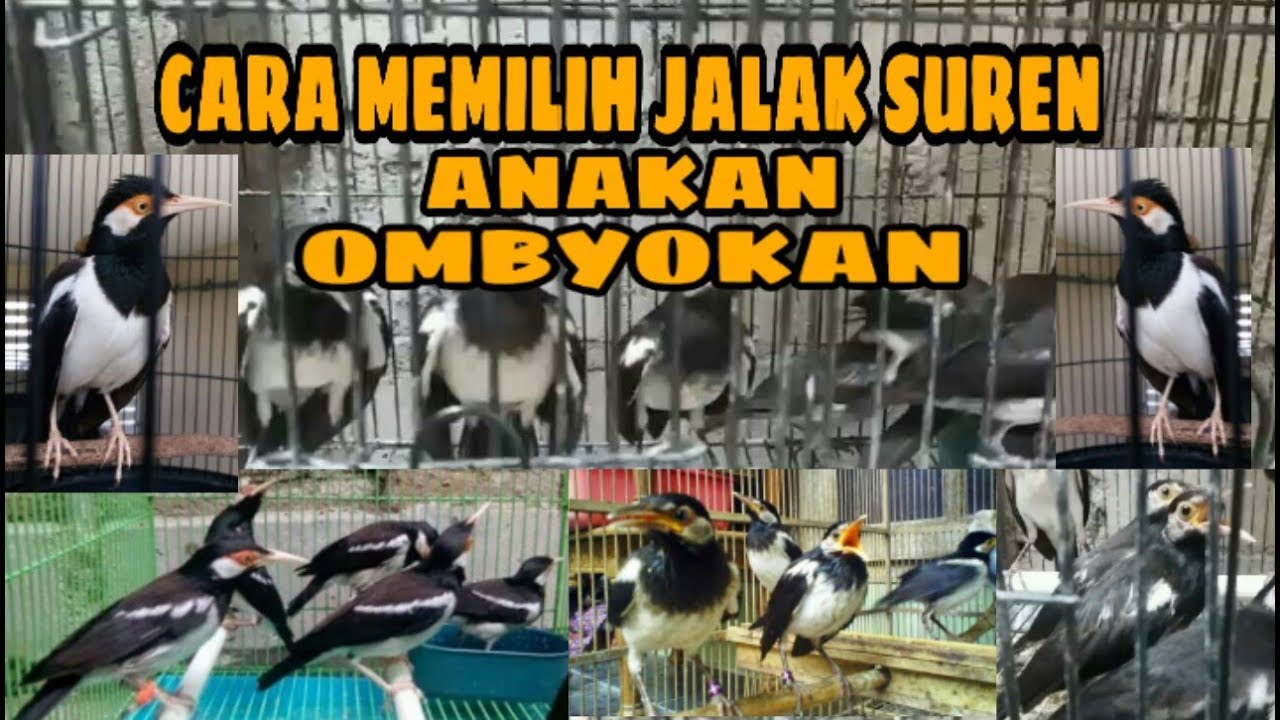 Detail Jalak Suren Jantan Dan Betina Trotolan Nomer 5