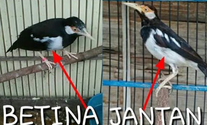 Detail Jalak Suren Jantan Dan Betina Trotolan Nomer 7