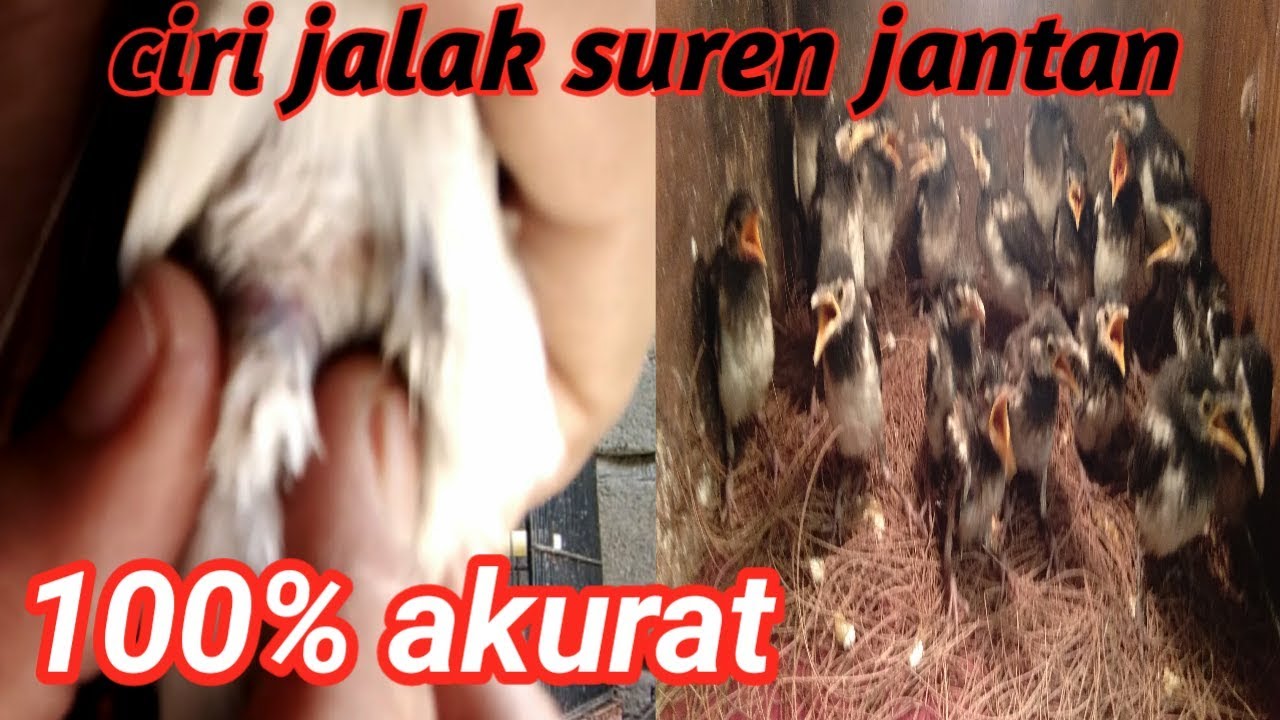 Detail Jalak Suren Jawa Jantan Dan Betina Nomer 30