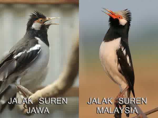 Detail Jalak Suren Malaysia Jantan Nomer 9