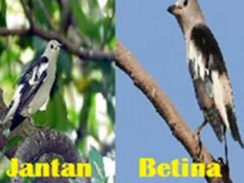 Detail Jalak Sutra Jantan Dan Betina Nomer 2