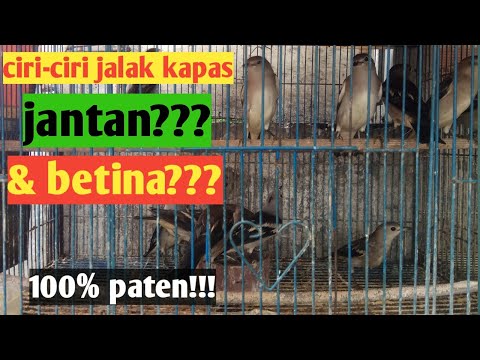 Detail Jalak Sutra Jantan Dan Betina Nomer 53