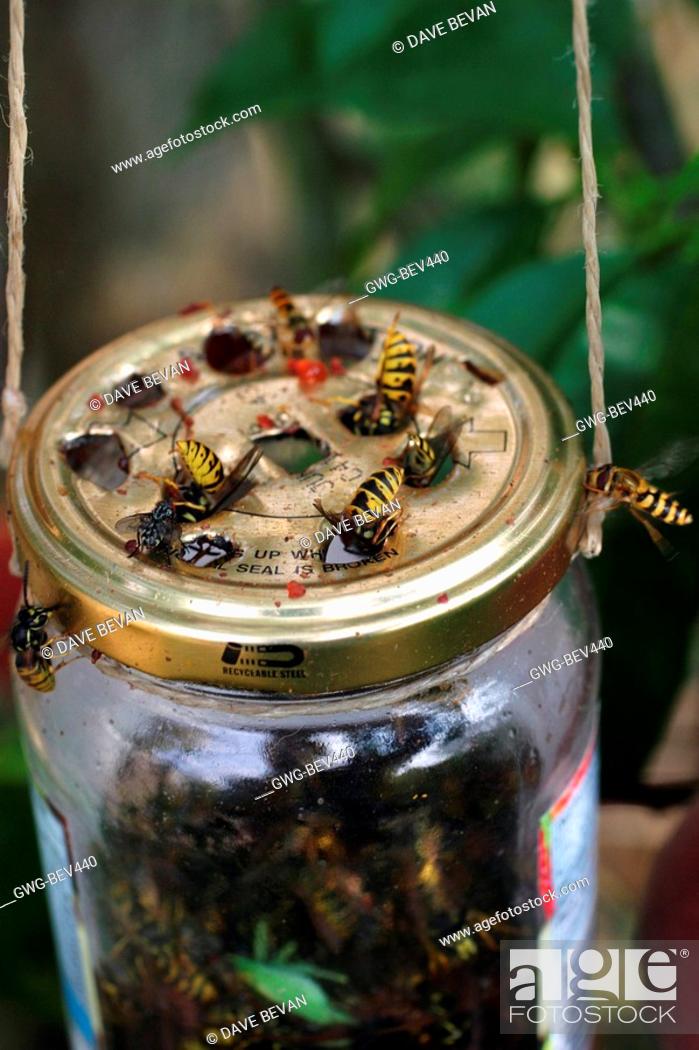 Jam Jar Wasp Trap - KibrisPDR