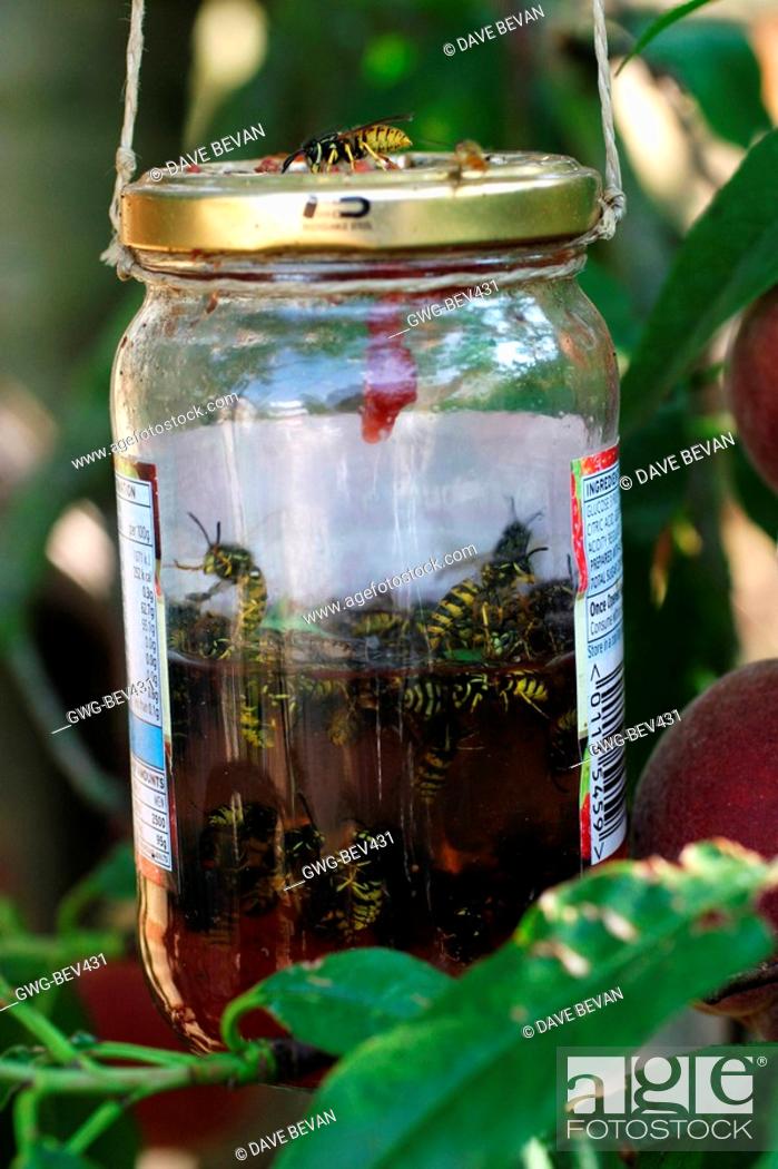 Detail Jam Jar Wasp Trap Nomer 5