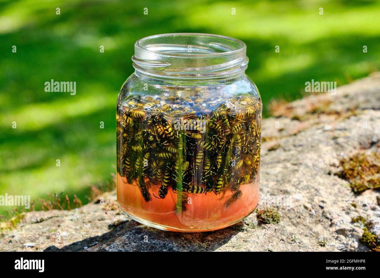 Detail Jam Jar Wasp Trap Nomer 6