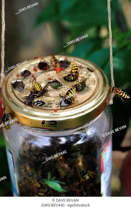 Detail Jam Jar Wasp Trap Nomer 7