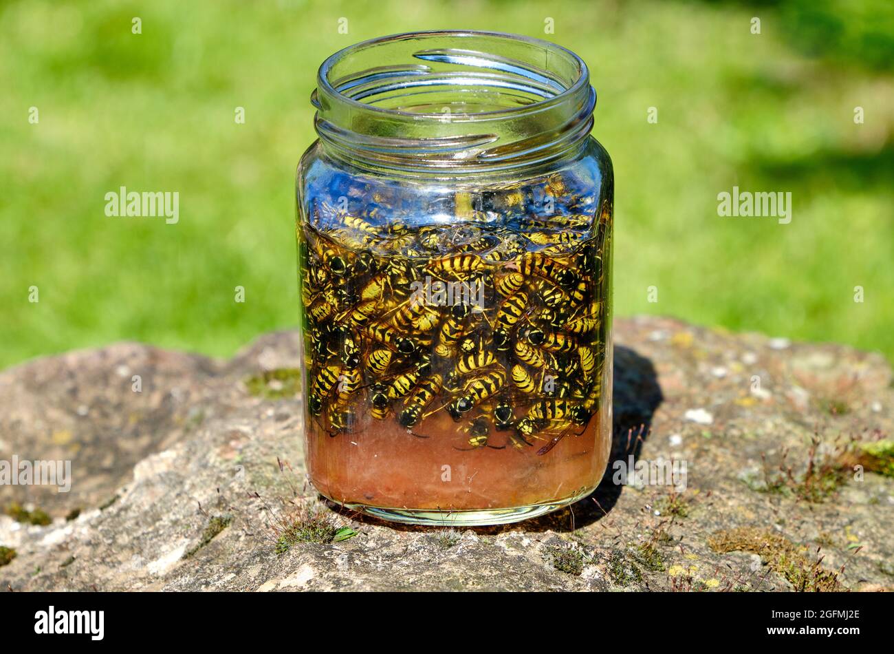 Detail Jam Jar Wasp Trap Nomer 10