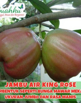 Detail Jambu Air King Rose Nomer 11