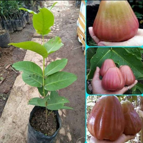 Detail Jambu Air King Rose Nomer 12