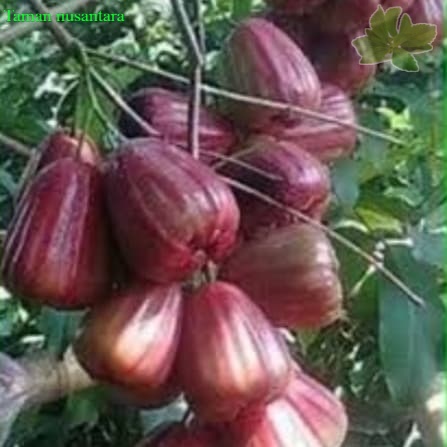 Detail Jambu Air King Rose Nomer 16