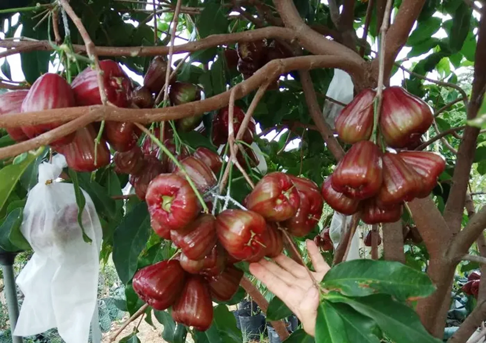 Detail Jambu Air King Rose Nomer 3