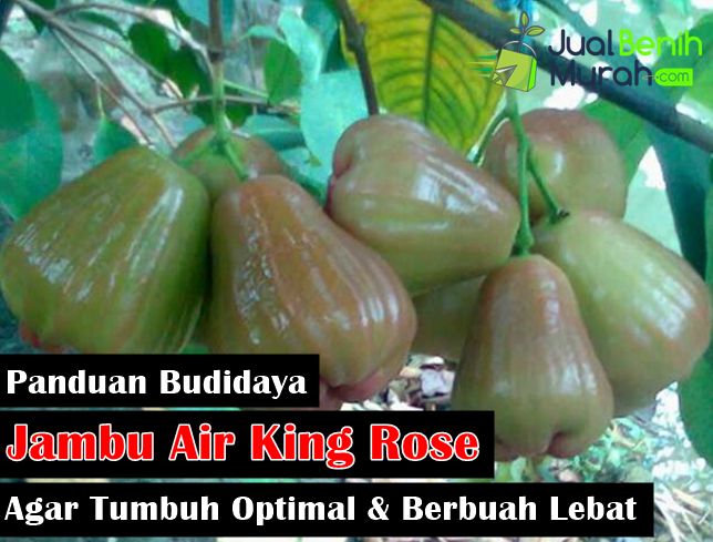 Detail Jambu Air King Rose Nomer 20