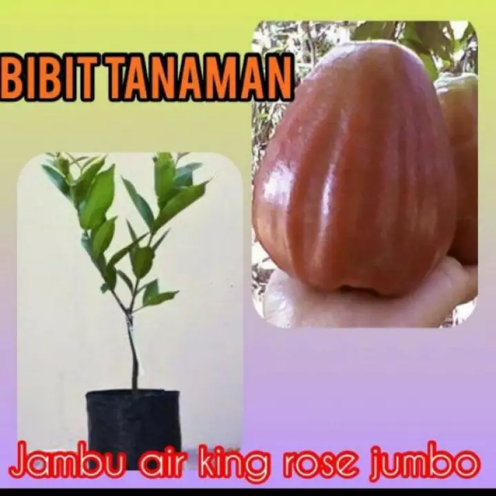 Detail Jambu Air King Rose Nomer 21