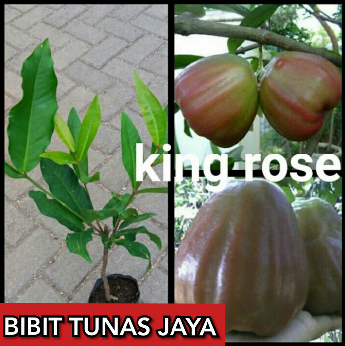 Detail Jambu Air King Rose Nomer 36