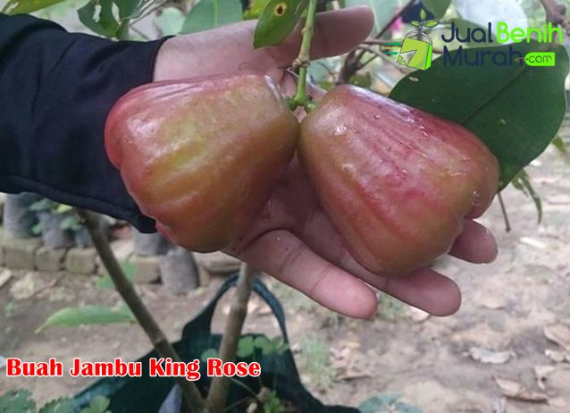 Detail Jambu Air King Rose Nomer 45