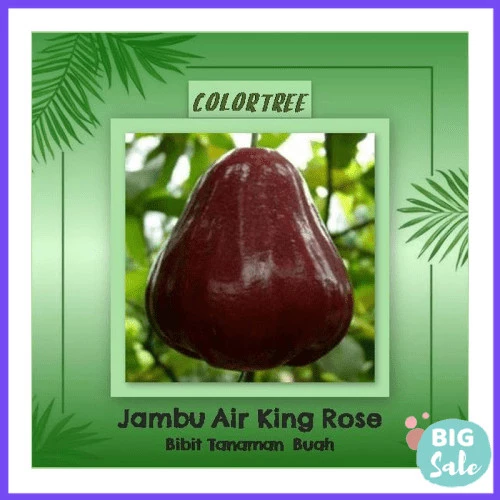 Detail Jambu Air King Rose Nomer 54