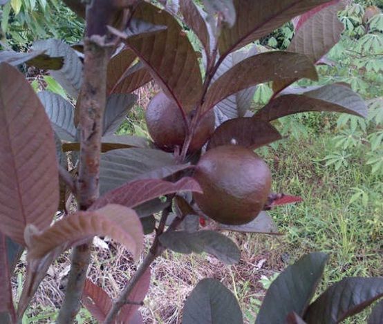 Jambu Biji Berdaun Merah - KibrisPDR