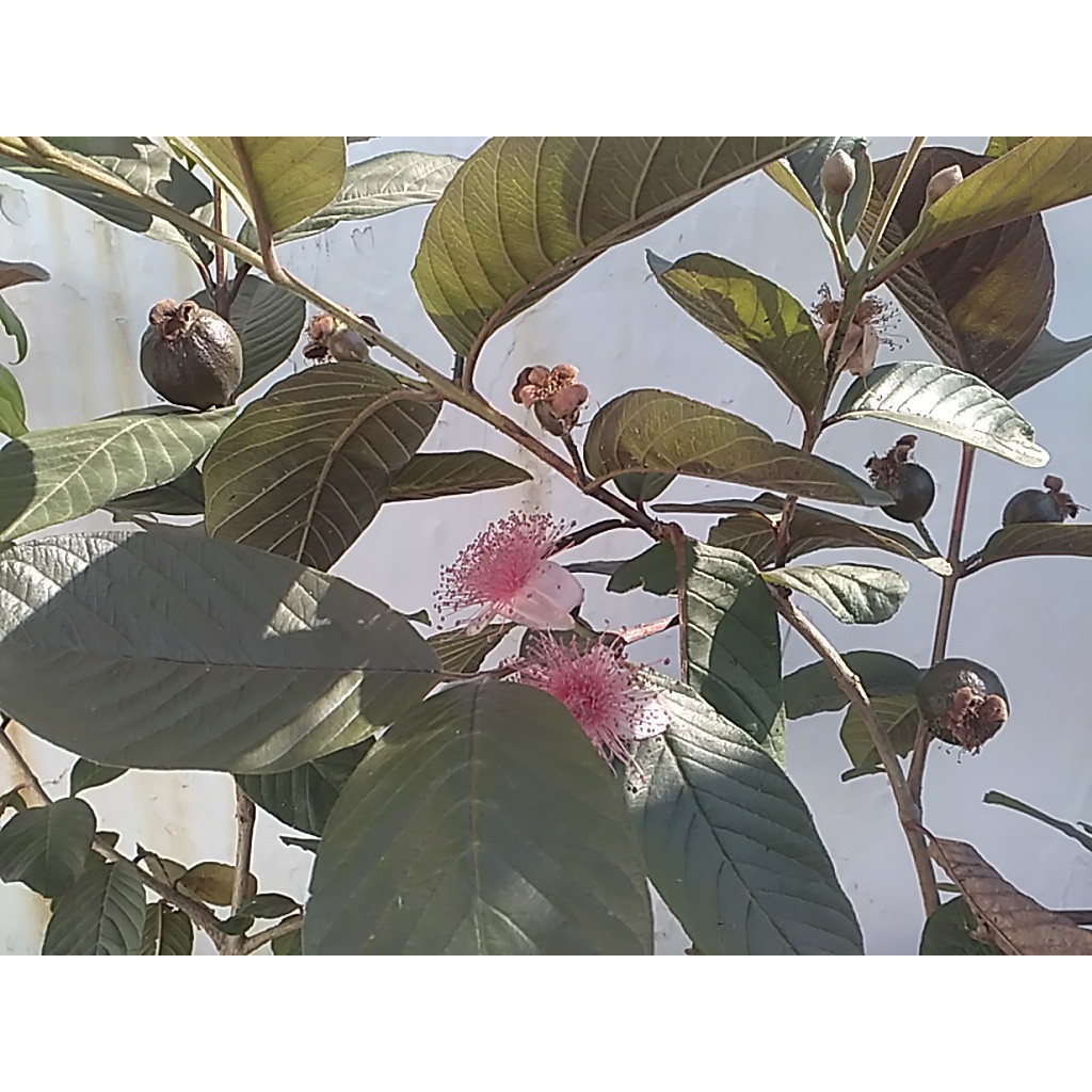 Detail Jambu Biji Berdaun Merah Nomer 11