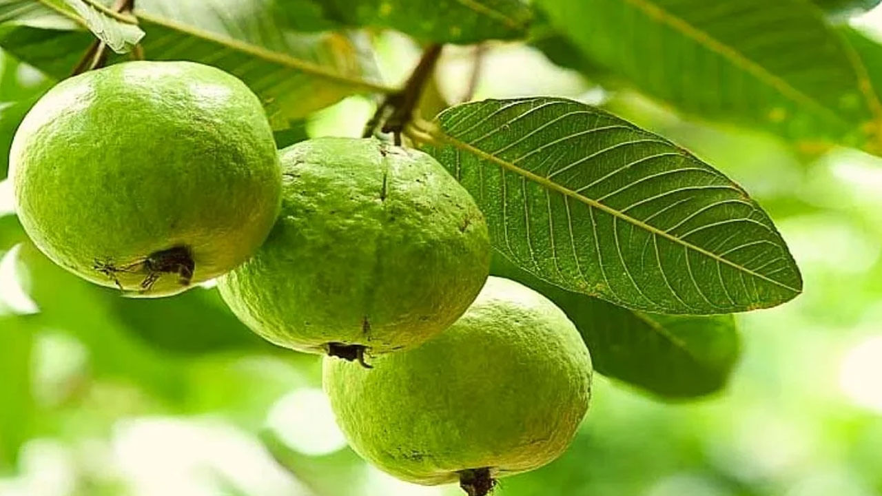 Detail Jambu Biji Berdaun Merah Nomer 12
