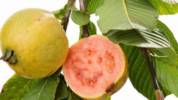 Detail Jambu Biji Berdaun Merah Nomer 13