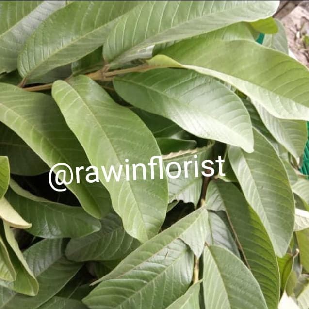 Detail Jambu Biji Berdaun Merah Nomer 17