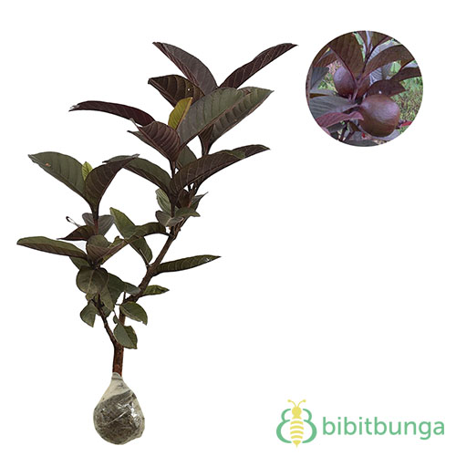 Detail Jambu Biji Berdaun Merah Nomer 18