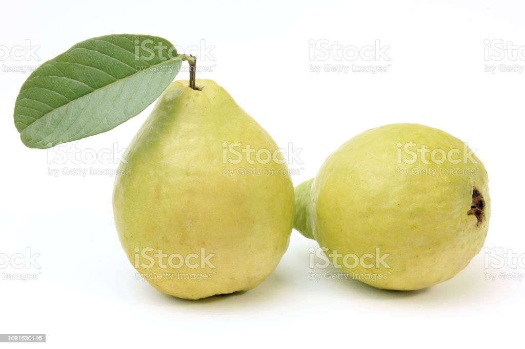 Detail Jambu Biji Berdaun Merah Nomer 19