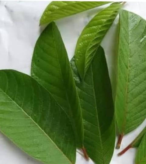 Detail Jambu Biji Berdaun Merah Nomer 21