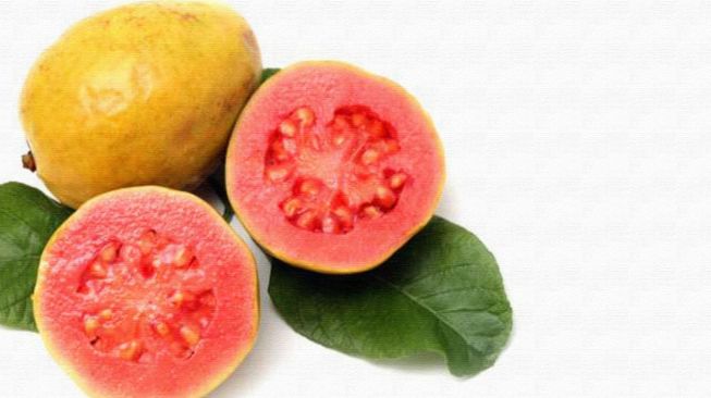 Detail Jambu Biji Berdaun Merah Nomer 23