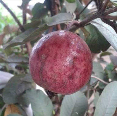 Detail Jambu Biji Berdaun Merah Nomer 25