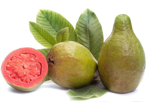Detail Jambu Biji Berdaun Merah Nomer 26