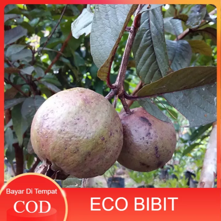 Detail Jambu Biji Berdaun Merah Nomer 27
