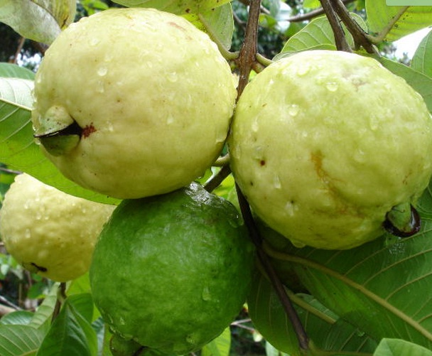 Detail Jambu Biji Berdaun Merah Nomer 29