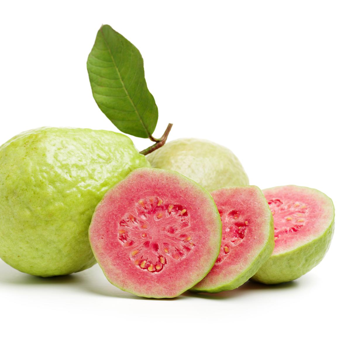 Detail Jambu Biji Berdaun Merah Nomer 31