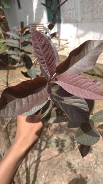 Detail Jambu Biji Berdaun Merah Nomer 34