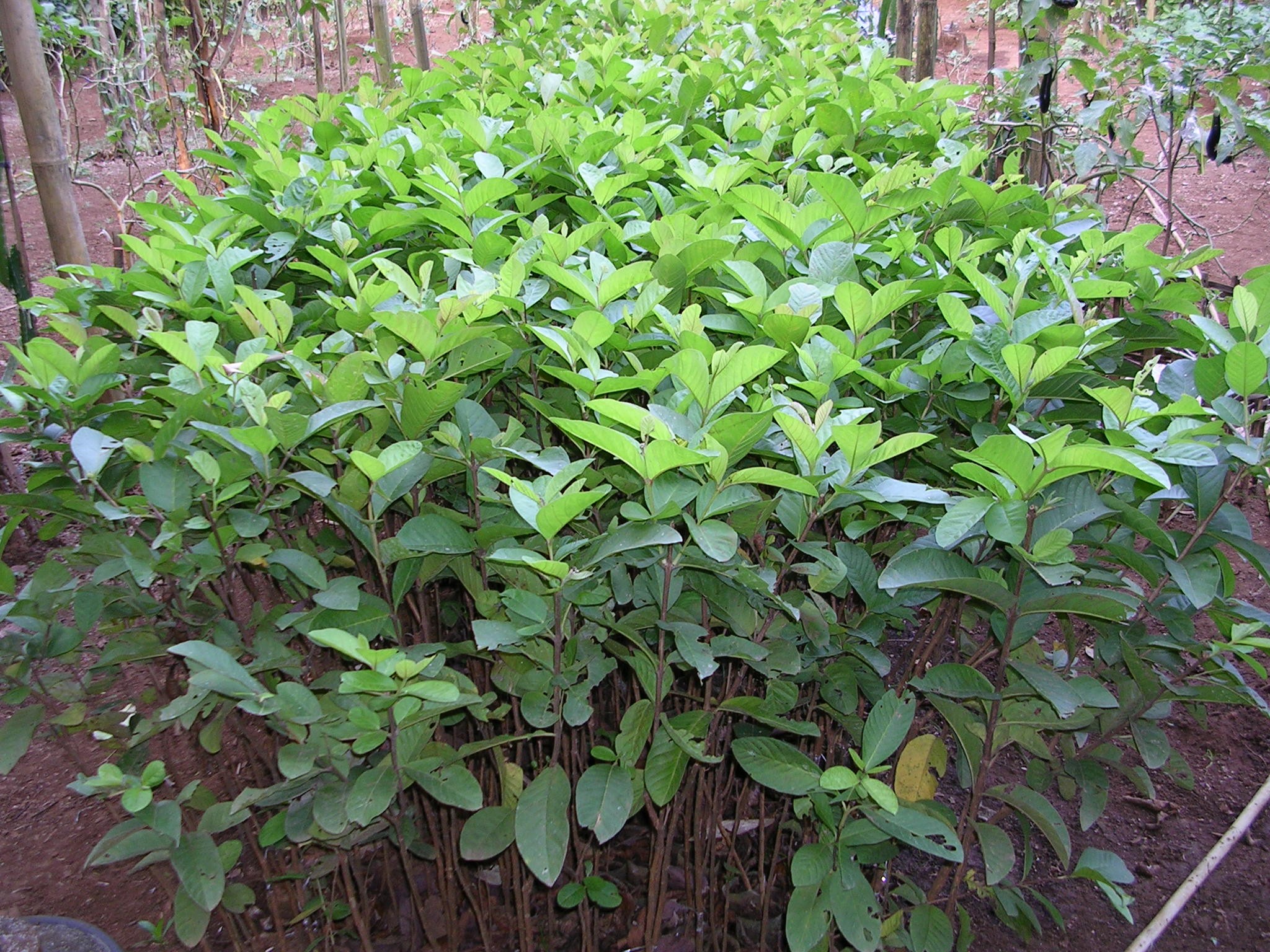 Detail Jambu Biji Berdaun Merah Nomer 35
