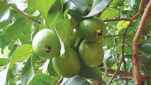 Detail Jambu Biji Berdaun Merah Nomer 36