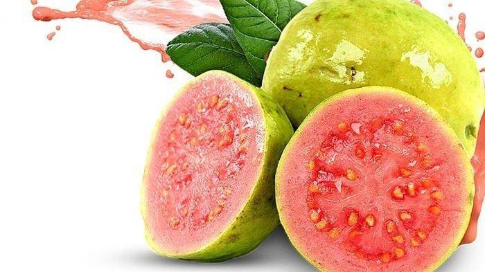 Detail Jambu Biji Berdaun Merah Nomer 37