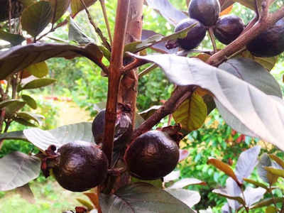 Detail Jambu Biji Berdaun Merah Nomer 39
