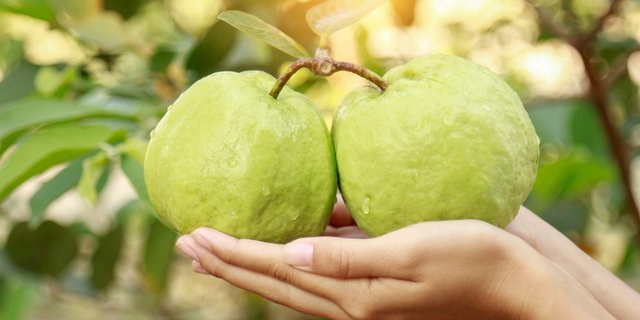 Detail Jambu Biji Berdaun Merah Nomer 41