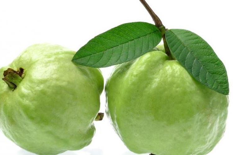 Detail Jambu Biji Berdaun Merah Nomer 42