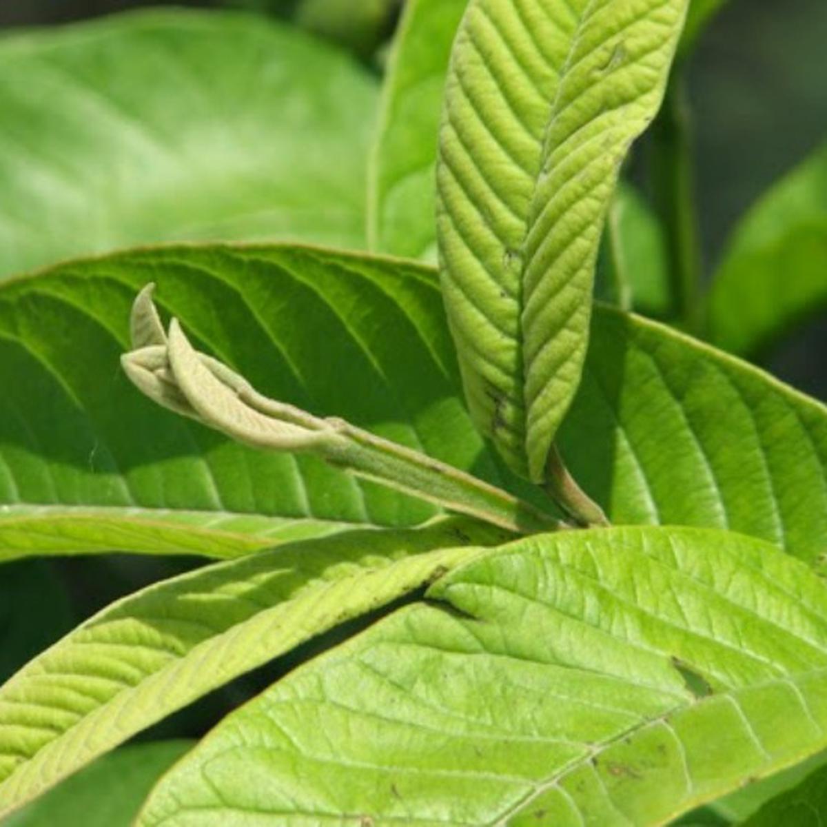 Detail Jambu Biji Berdaun Merah Nomer 43