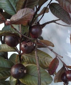 Detail Jambu Biji Berdaun Merah Nomer 5