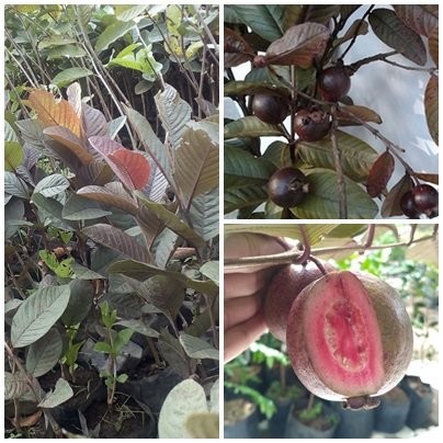 Detail Jambu Biji Berdaun Merah Nomer 46