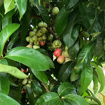 Detail Jambu Biji Berdaun Merah Nomer 47