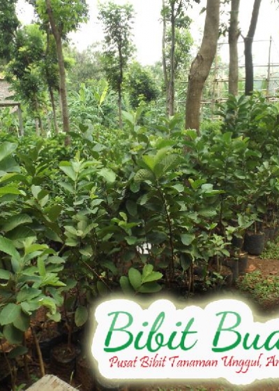 Detail Jambu Biji Berdaun Merah Nomer 48