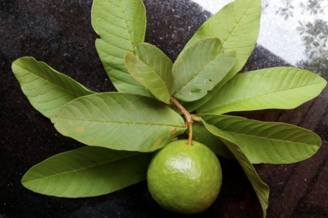 Detail Jambu Biji Berdaun Merah Nomer 49