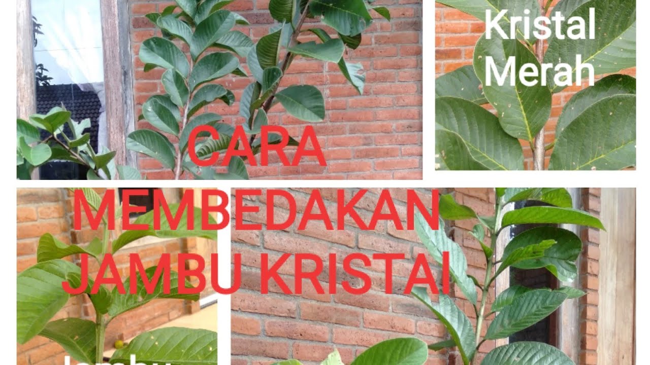 Detail Jambu Biji Berdaun Merah Nomer 50